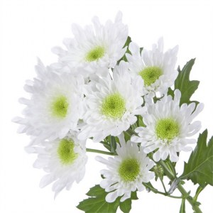 Радость белая